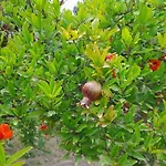 Ktima Rodies In Neochori Zacharo Tatil Evi *