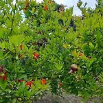 Tatil Evi Ktima Rodies In Neochori Zacharo *