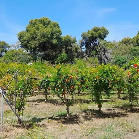 Ktima Rodies In Neochori Zacharo Semesterbostad Neochori (Zacharo)