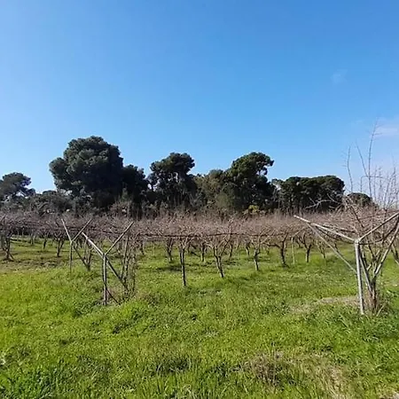 Semesterbostad Ktima Rodies In Neochori Zacharo Neochori (Zacharo)