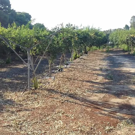 Ktima Rodies In Neochori Zacharo
