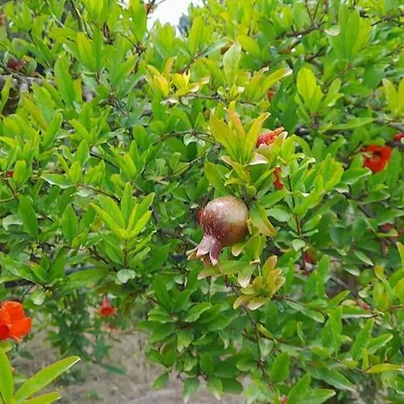 Ktima Rodies In Neochori Zacharo Semesterbostad *