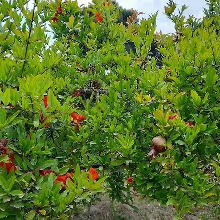 Semesterbostad Ktima Rodies In Neochori Zacharo *