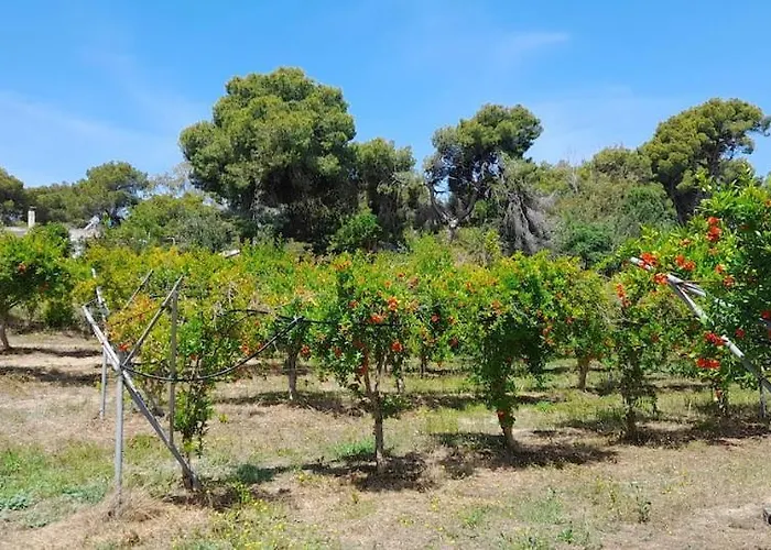 Ktima Rodies In Neochori Zacharo بيت للعطل Neochori (Zacharo)