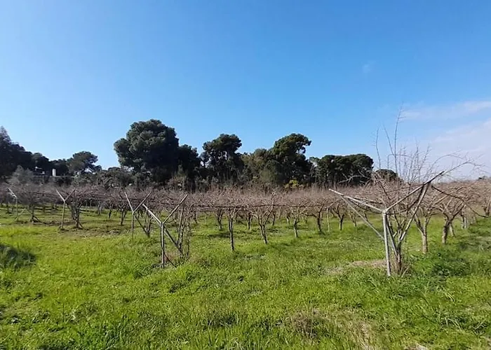 بيت للعطل Ktima Rodies In Neochori Zacharo Neochori (Zacharo)