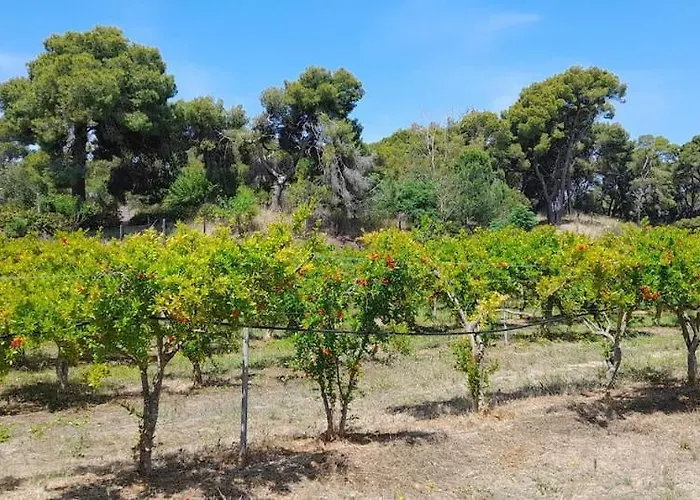 Ktima Rodies In Neochori Zacharo Neochori (Zacharo)