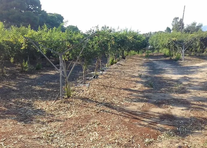 Ktima Rodies In Neochori Zacharo