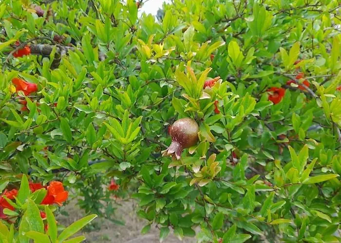 Ktima Rodies In Neochori Zacharo بيت للعطل *