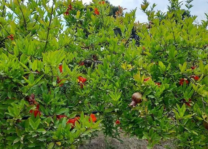 Casa de Férias Ktima Rodies In Neochori Zacharo *