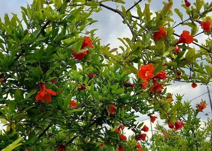 Ktima Rodies In Neochori Zacharo